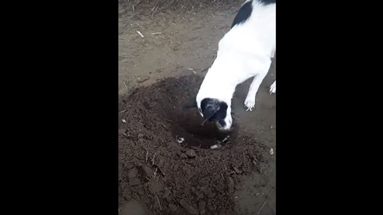 Σκυλίτσα θάβει το νεκρό κουταβάκι της